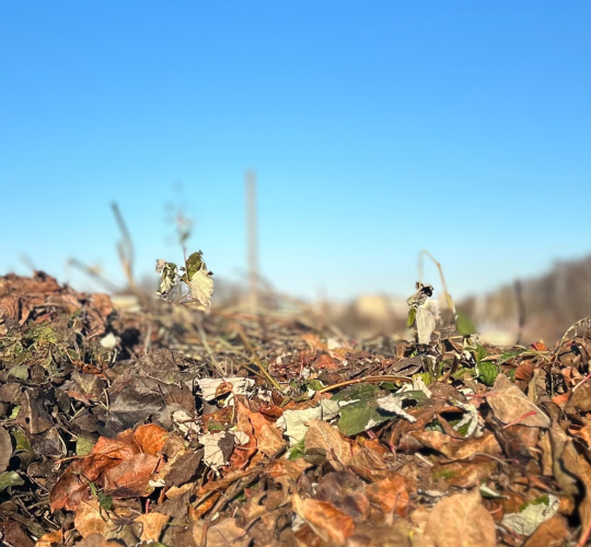 Šiaulių mieste pratęsiamas žaliųjų atliekų surinkimas